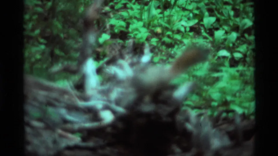 The squirrel blurs as it moves near the camera, with green foliage and fallen wood still visible in the 1975 Agate Springs footage.