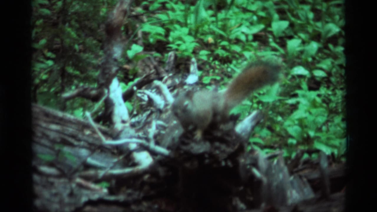 Squirrel moving across fallen logs and green forest undergrowth.