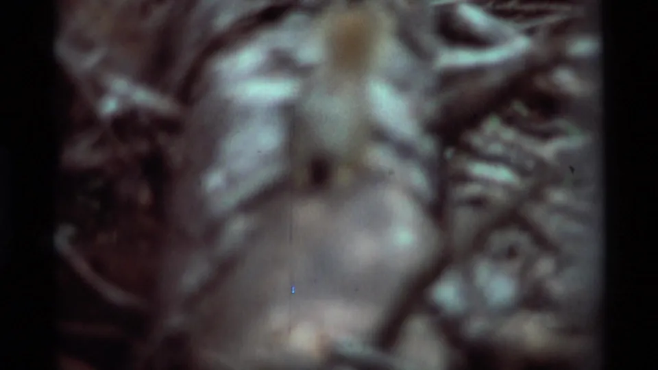 A soft-focus close view shows the squirrel near roots and forest debris in the 1975 Montana 8mm clip.