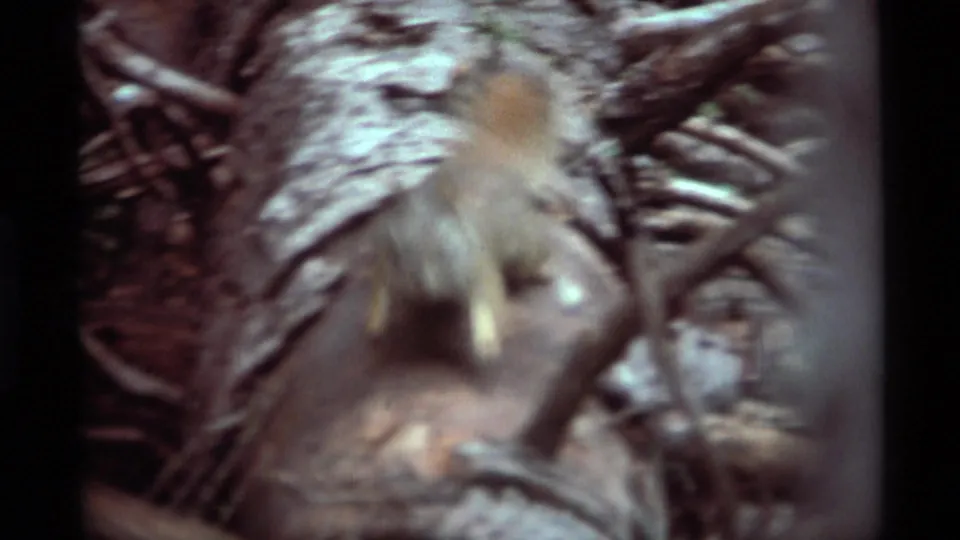 The squirrel faces toward the camera in a blurred handheld frame from the supported 1975 Agate Springs, Montana footage.