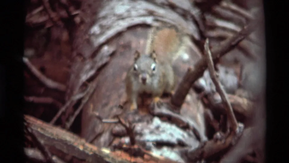 A squirrel perches on a fallen log among branches and leaf litter in the supported 1975 Montana home-movie footage.