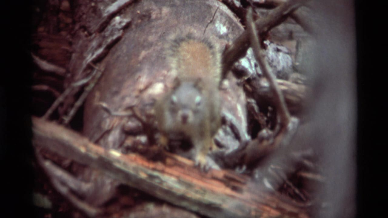 1975 Agate Springs, Montana 8mm frame showing a squirrel close to the lens beside twigs, bark, and a fallen log.