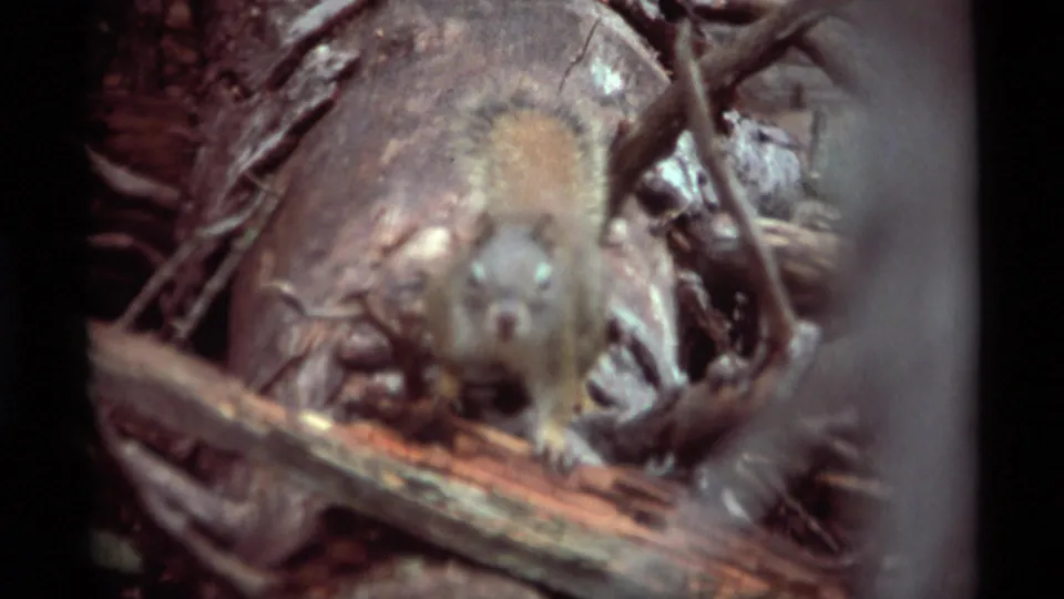 1975 Agate Springs, Montana 8mm frame showing a squirrel close to the lens beside twigs, bark, and a fallen log.