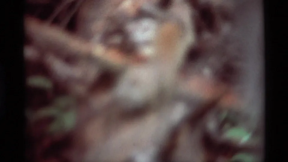 Soft 8mm frame from Agate Springs, Montana, with the squirrel blurred among branches, bark, and small green leaves.