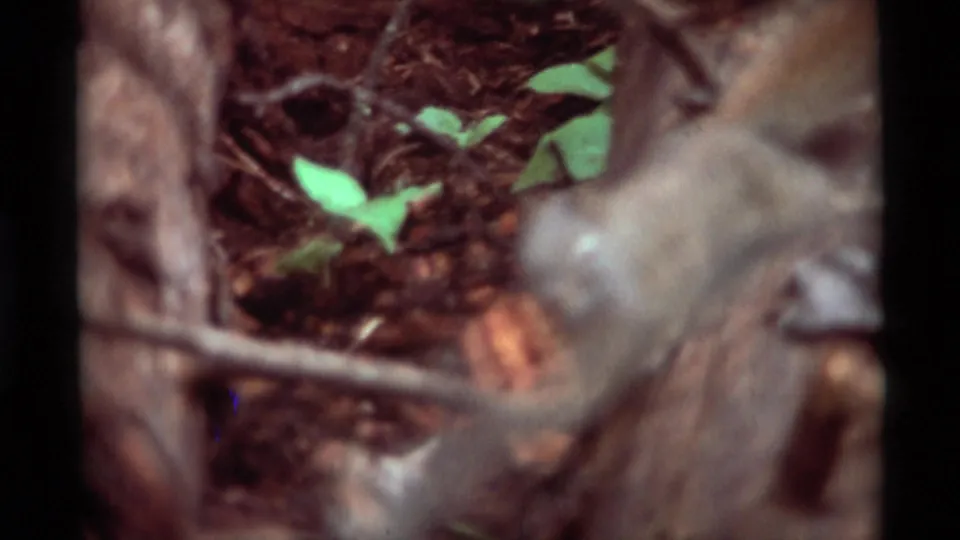 1975 8mm frame showing the squirrel partly obscured near a fallen log, surrounded by bark, twigs, and bright green leaves.