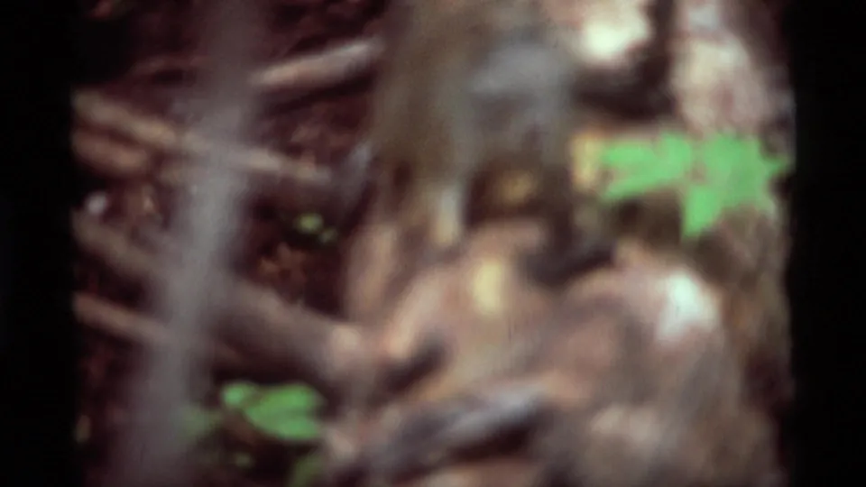 Soft 8mm closing frame with the squirrel blurred near branches, bark, and green leaves in the Agate Springs woodland setting.