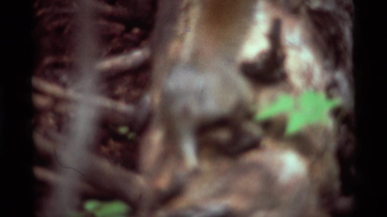 1975 Agate Springs, Montana 8mm frame with a blurred squirrel partly hidden by bark, branches, and green leaves.