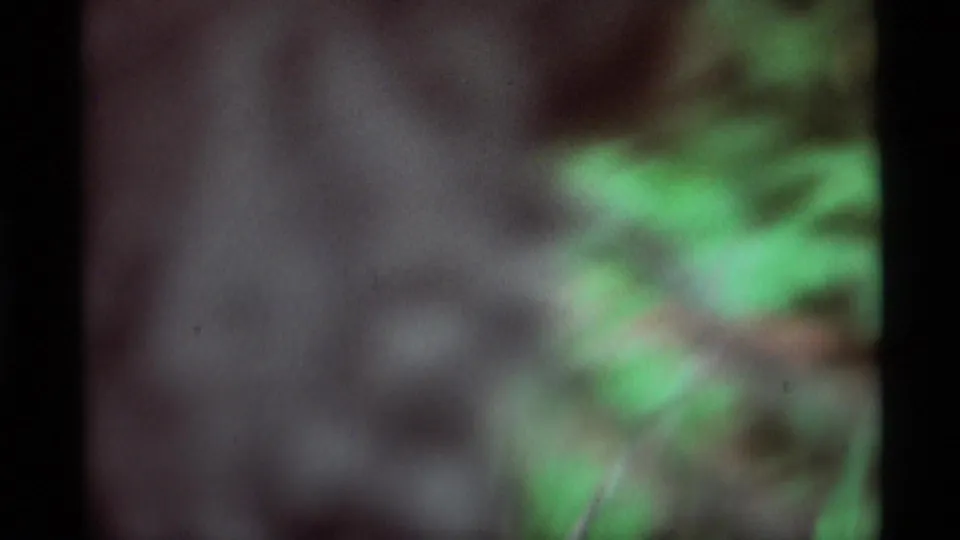 Soft 1975 Montana 8mm frame of green leaves and shaded woodland forms, with the squirrel not clearly resolved.