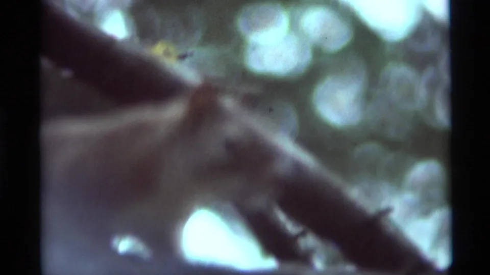 1975 Agate Springs 8mm frame with a fast-moving squirrel shape crossing branches against bright, leafy background.