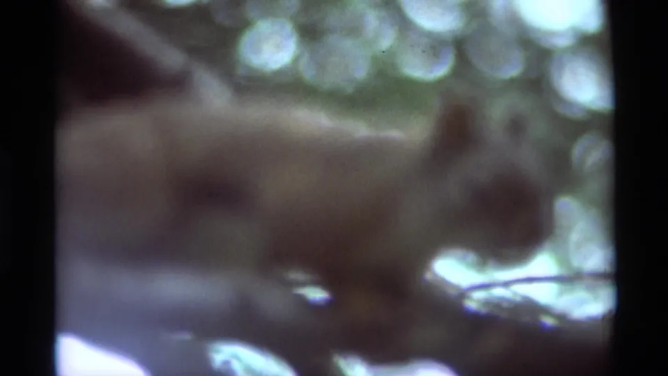 1975 Montana 8mm frame showing a blurred squirrel moving along a branch beneath green canopy light.