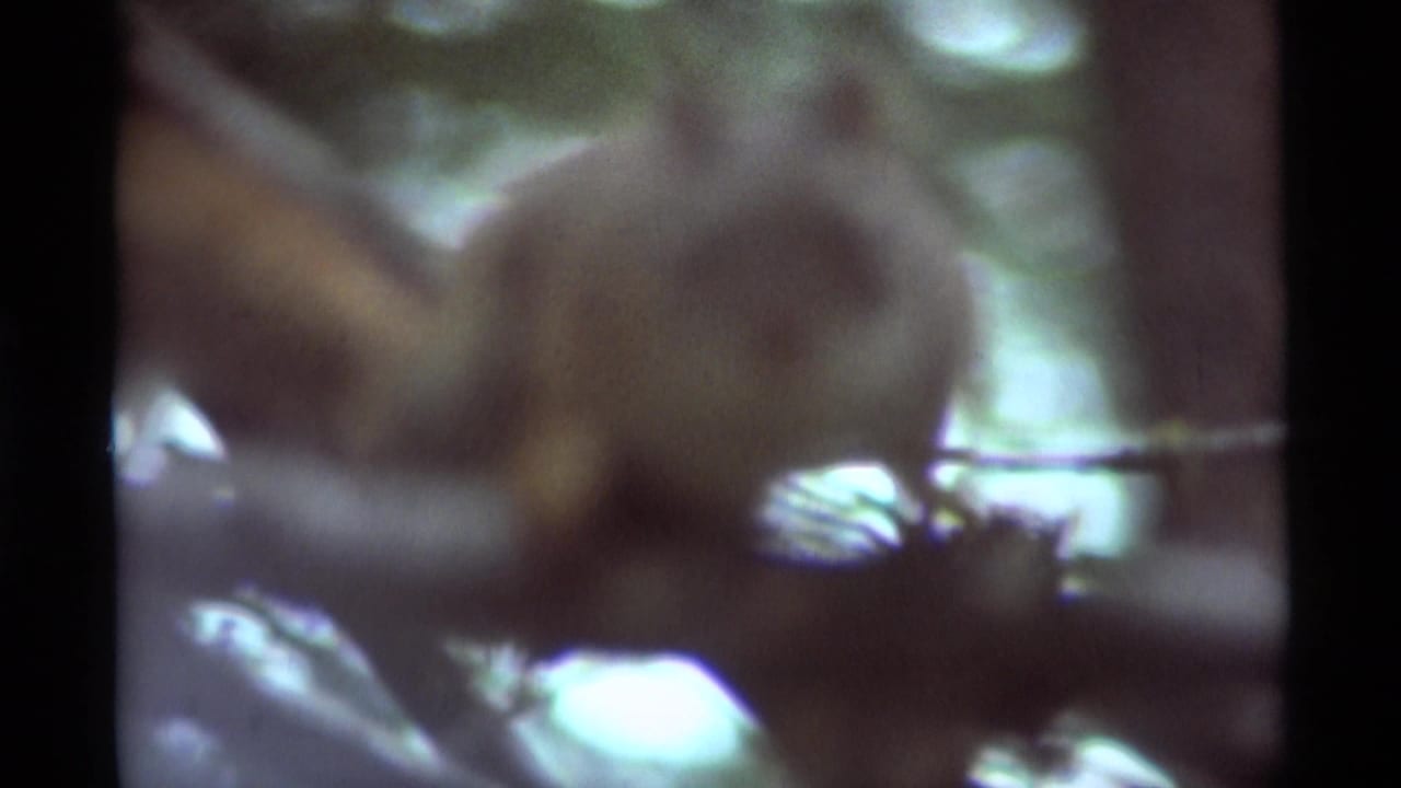 1975 8mm frame from Agate Springs, Montana, showing a squirrel partly obscured by branches and soft forest light.