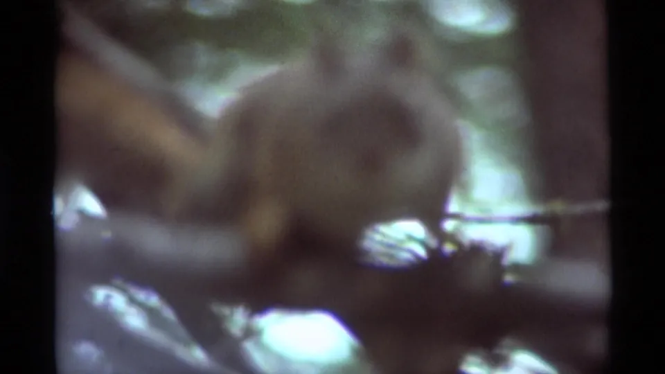 1975 8mm frame from Agate Springs, Montana, showing a squirrel partly obscured by branches and soft forest light.
