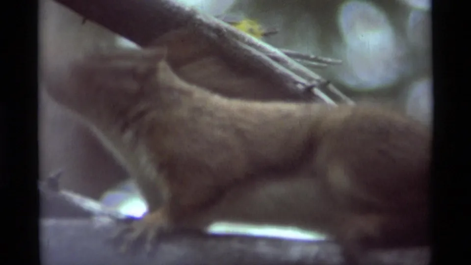 A squirrel moves along a branch in the Agate Springs forest, captured with soft focus and visible 8mm grain.