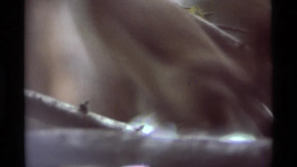 Soft 8mm frame from the 1975 Montana clip, with a squirrel partially hidden behind branches and shallow forest focus.