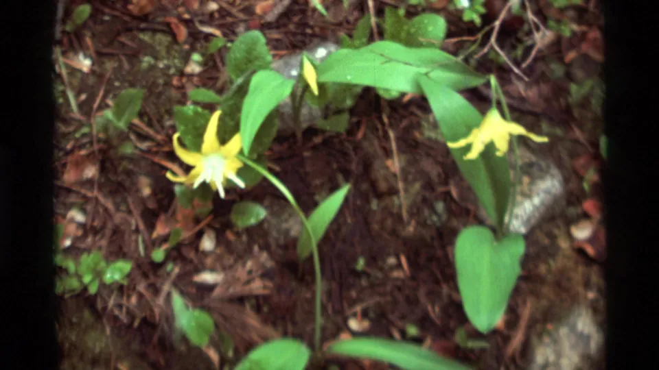 Yellow wildflowers and broad green leaves appear on the forest floor in the 1975 Agate Springs, Montana home-movie footage.