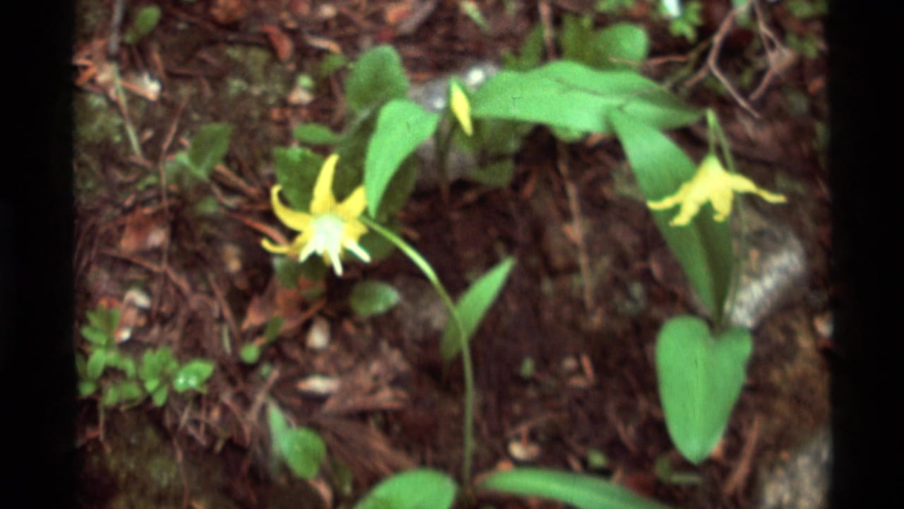 1975 Montana 8mm frame showing a yellow wildflower on the forest floor amid leaves, pine needles and small plants.
