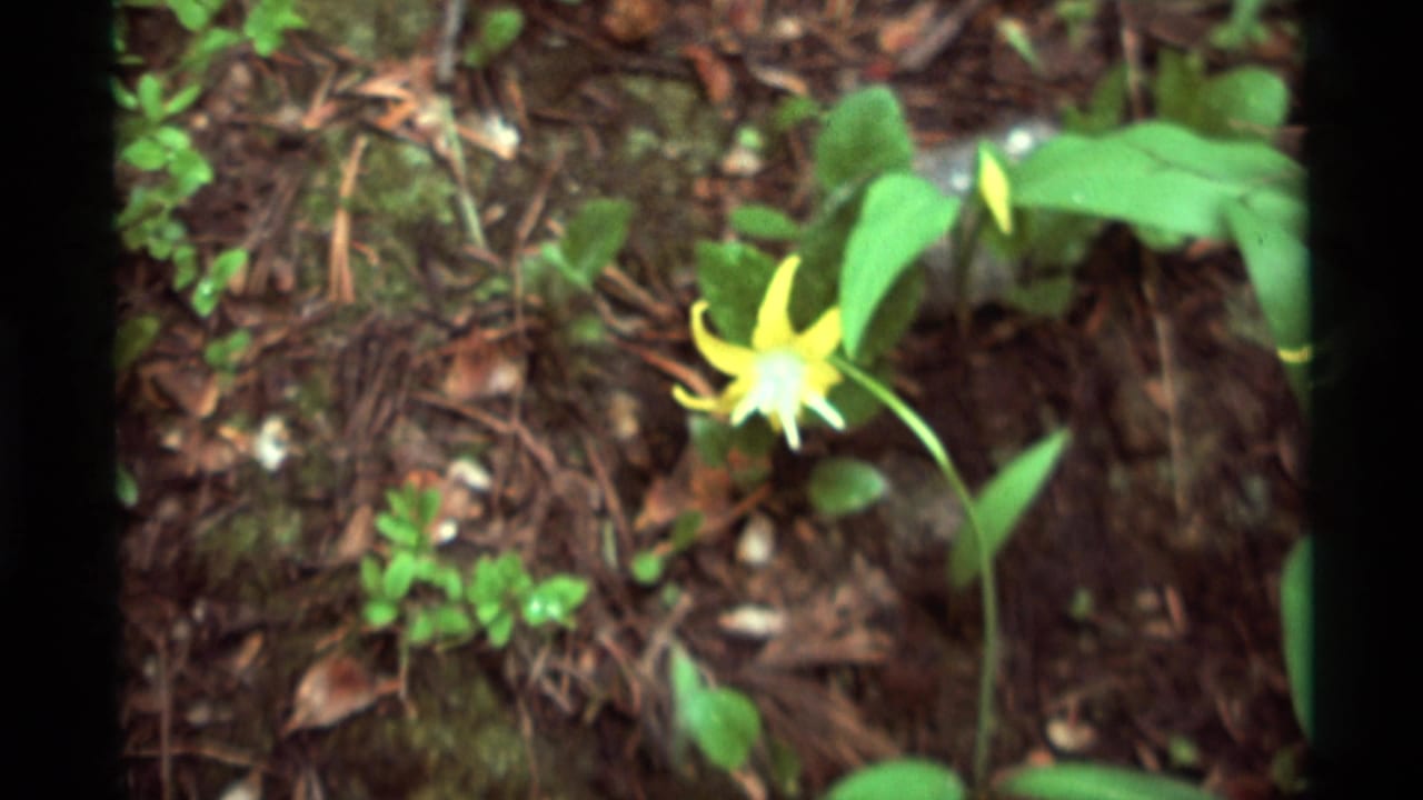Yellow wildflower and broad green leaves viewed closer on the forest floor.