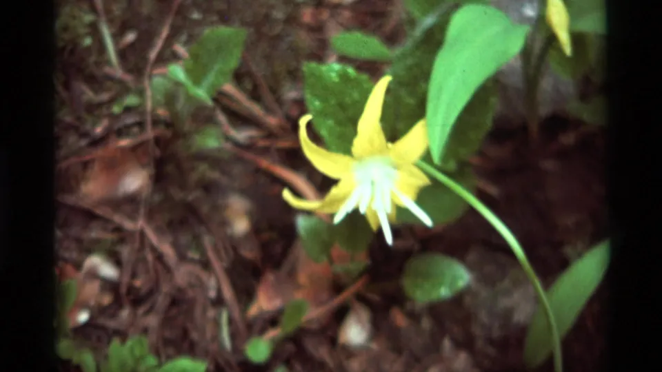 1975 Montana 8mm close-up of a yellow star-shaped wildflower with pale tips against green leaves and forest debris.