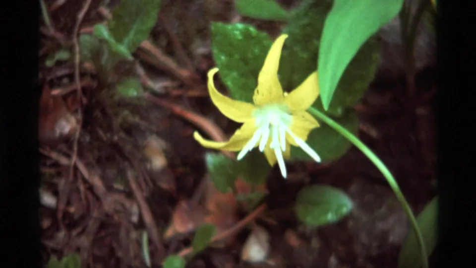 1975 Montana 8mm frame showing a tight close-up of the yellow wildflower, green leaves and pine needles on the forest floor.
