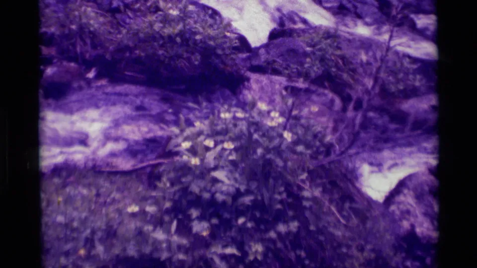 1975 8mm frame from Agate Springs, Montana, showing yellow wildflowers beside a rocky, purple-cast stream.