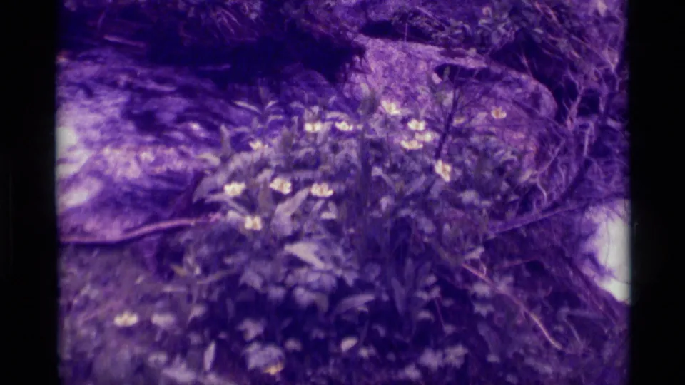Aged 8mm home-movie frame of streamside plants and yellow flowers along a rocky Montana watercourse.