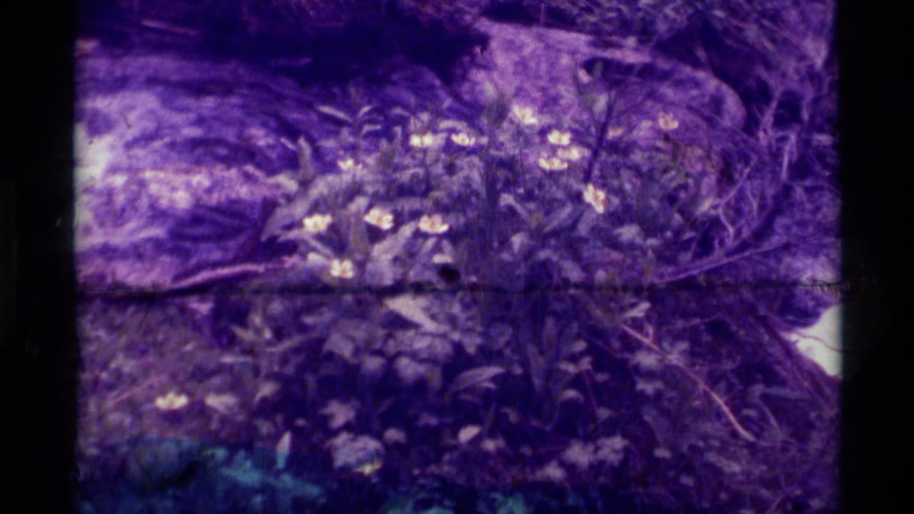 1975 8mm Montana hiking footage opens on a purple-tinted close view of wildflowers, rocks, branches, and forest undergrowth.
