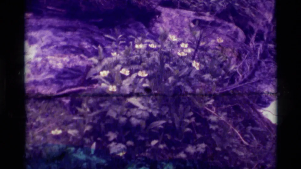 1975 8mm Montana hiking footage opens on a purple-tinted close view of wildflowers, rocks, branches, and forest undergrowth.
