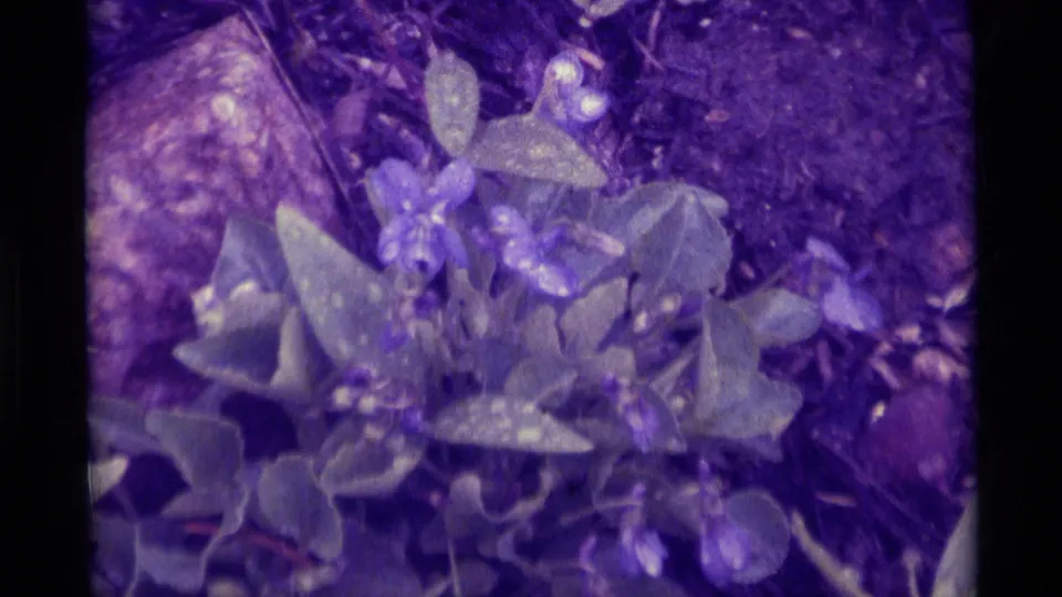 Close 1975 8mm home-movie frame of blue-purple wildflowers, spotted leaves, soil, and a rock in Agate Springs, Montana.