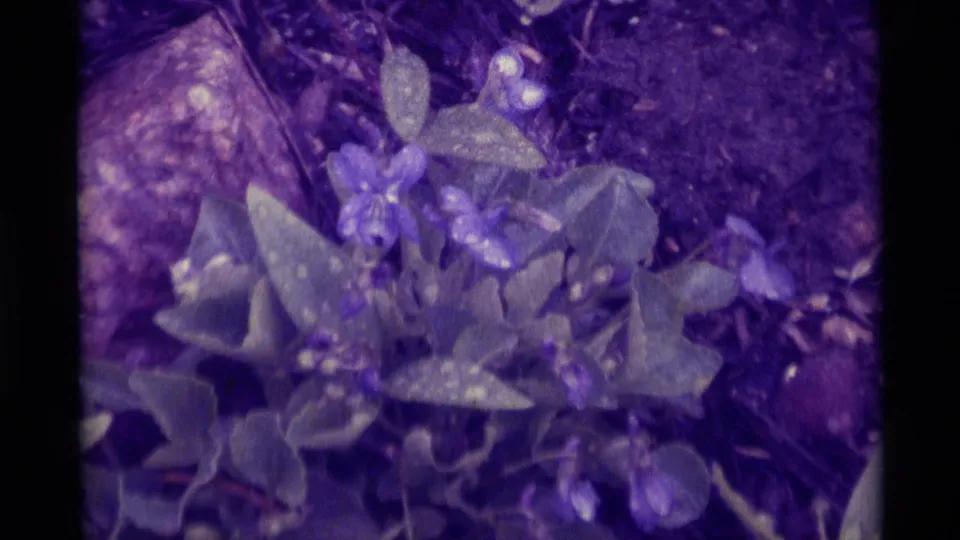 Final 8mm frame from Agate Springs, Montana, showing small blue-purple flowers and broad spotted leaves with aged film grain and color shift.
