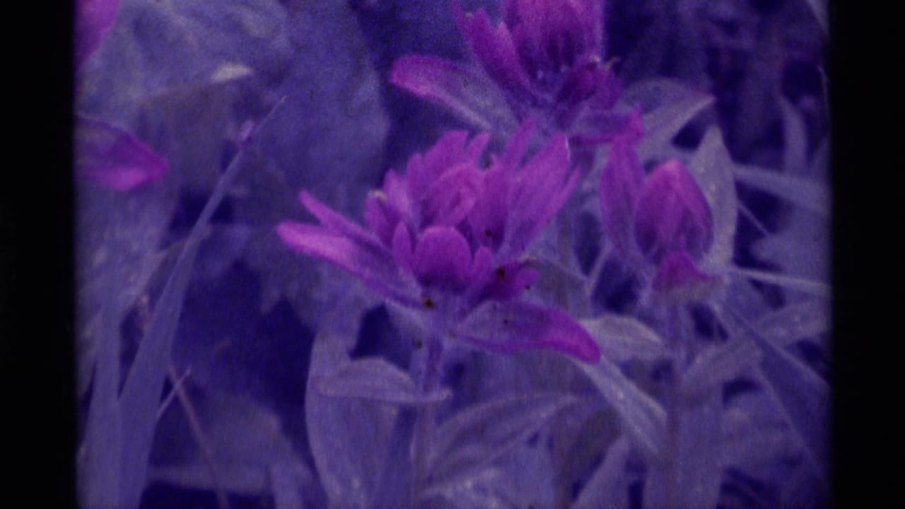 Soft-focus 1975 8mm view of purple-pink wildflowers and leaves in Agate Springs, Montana, with a strong purple color cast.