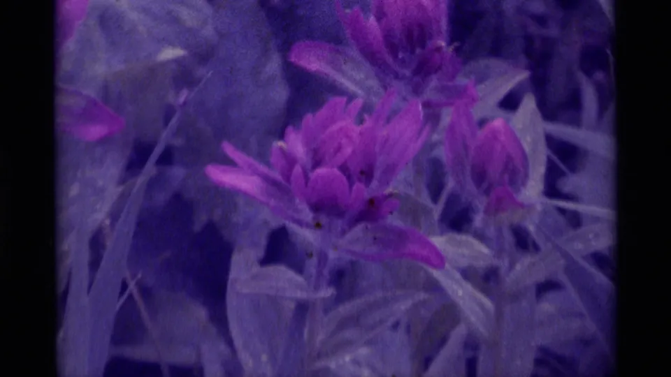 Soft-focus 1975 8mm view of purple-pink wildflowers and leaves in Agate Springs, Montana, with a strong purple color cast.
