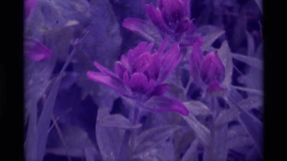 Close 8mm frame of purple flowers and surrounding leaves, consistent with the supplied 1975 Agate Springs, Montana home-movie footage.