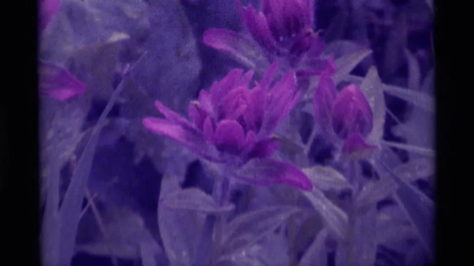 1975 8mm close-up of small purple-pink blossoms and leaves, with soft focus and a pronounced purple-blue film cast.