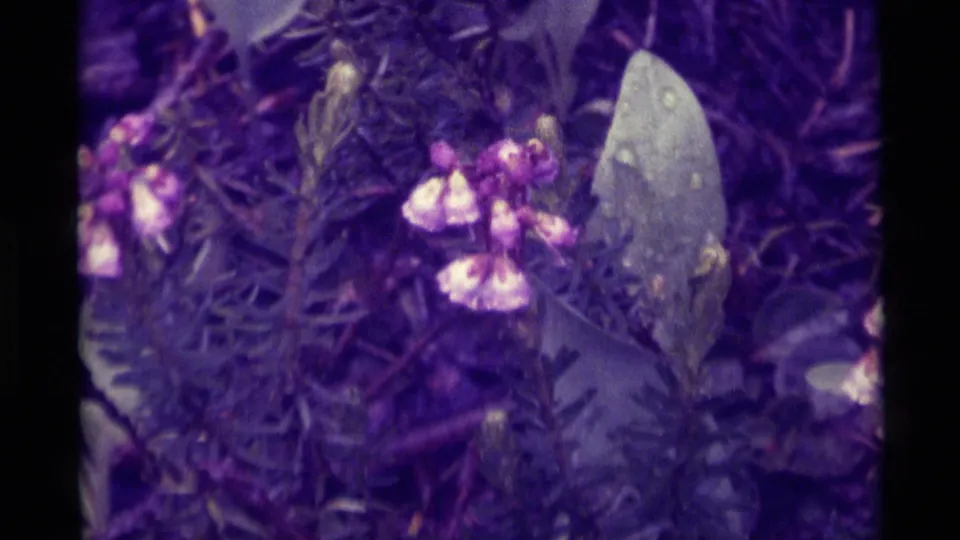 Final 8mm frame showing small pink-purple flowers, narrow foliage, and a pale leaf or petal against darker ground in Agate Springs footage.