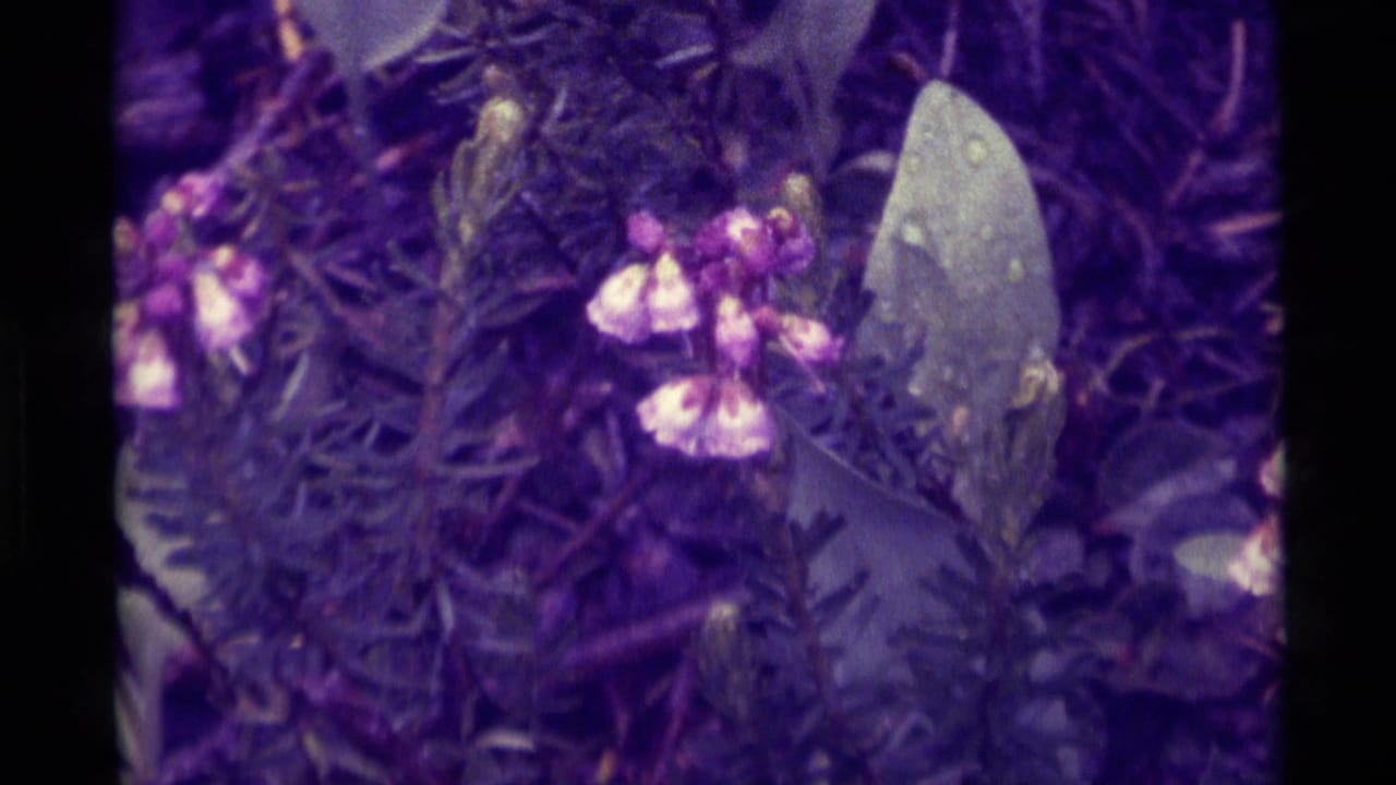 Close-up of purple-tinted foliage with small pink and white blossoms.