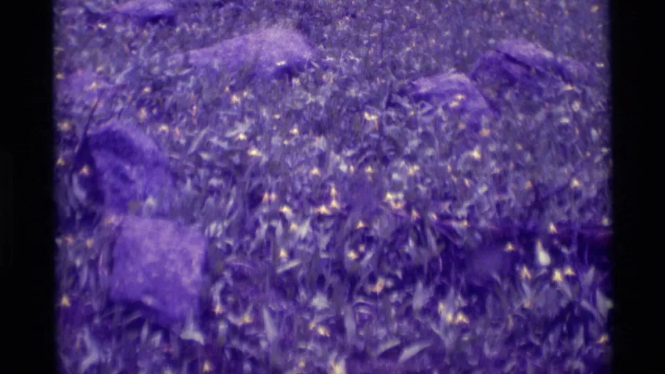 Dense low plants and scattered pale blossoms appear through strong purple 8mm color shift in the Montana home-movie frame.