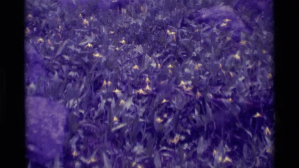 Purple-shifted 1975 8mm frame of leafy ground cover with small yellow-white flowers and soft handheld motion blur.