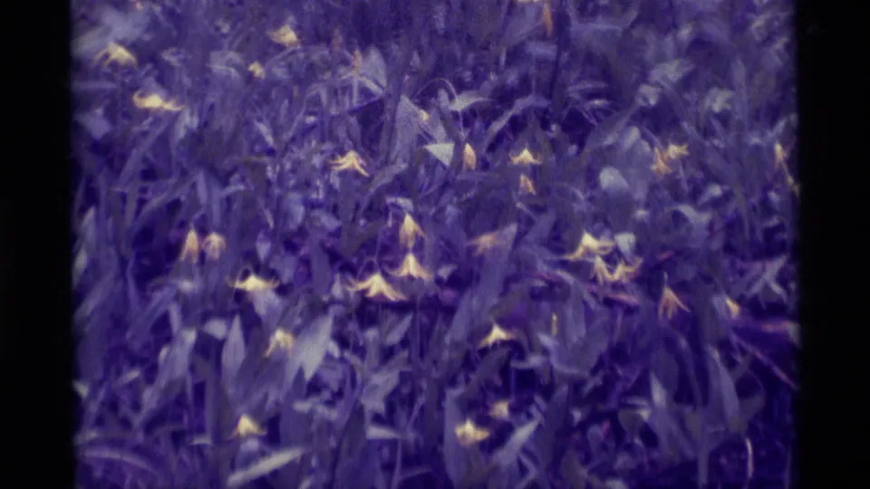A final 1975 Montana 8mm view shows pale blossoms among grass-like leaves, softened by grain, blur, and purple color shift.