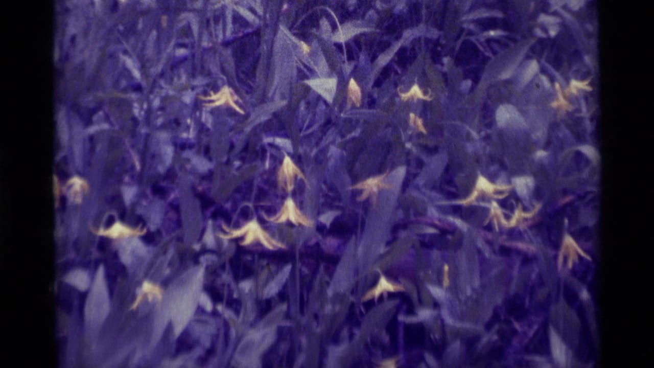 1975 8mm home-movie view of yellow wildflowers among dense foliage in Agate Springs, Montana, with strong purple color shift.