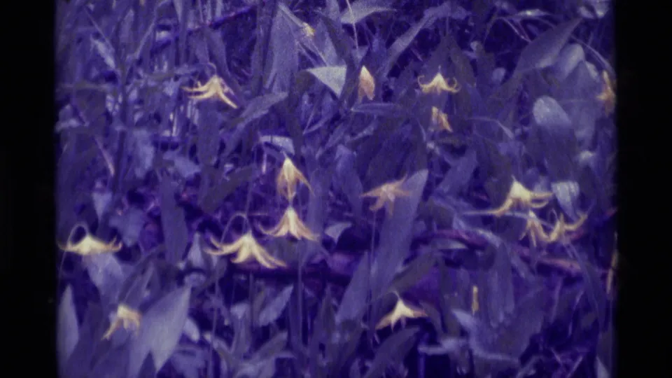 Close 8mm frame of yellow wildflowers and leafy growth in Agate Springs, Montana, dated 1975 by clip metadata.