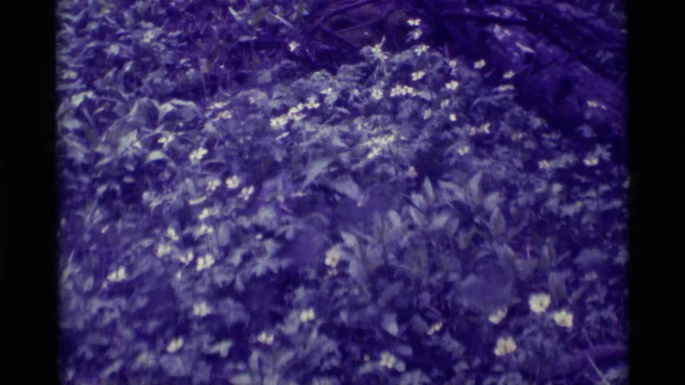 1975 8mm view of small white blossoms and low plants in a dense outdoor flower bed in Agate Springs, Montana.