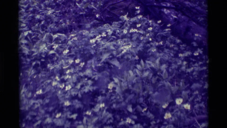 Soft 8mm frame of pale blossoms and leafy ground cover, identified by metadata as 1975 Agate Springs, Montana footage.