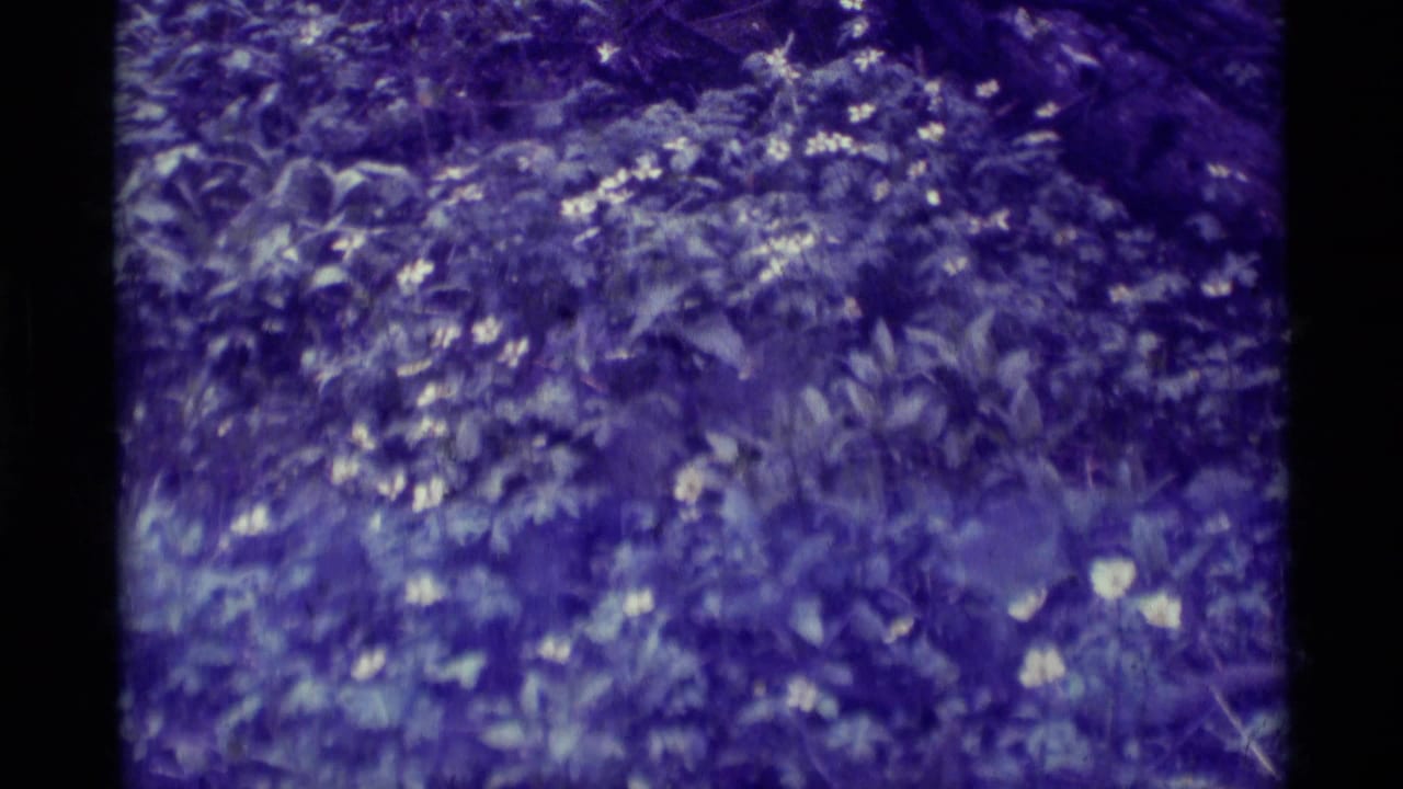 1975 8mm frame from Agate Springs, Montana showing small wildflowers and dense leafy ground cover with a purple-blue film cast.