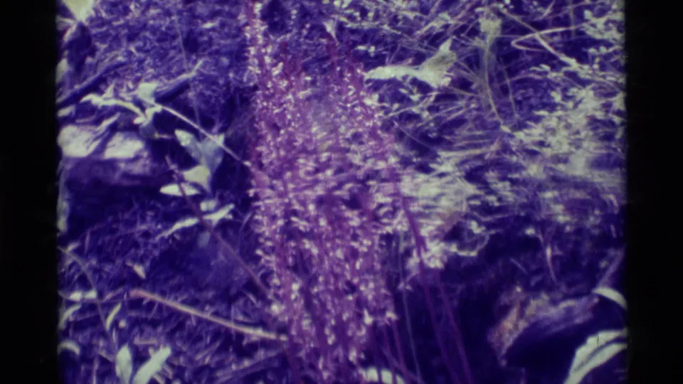 Close 8mm view of tall wildflower stems among leaves, grasses, and rocks in the metadata-supported Montana location.