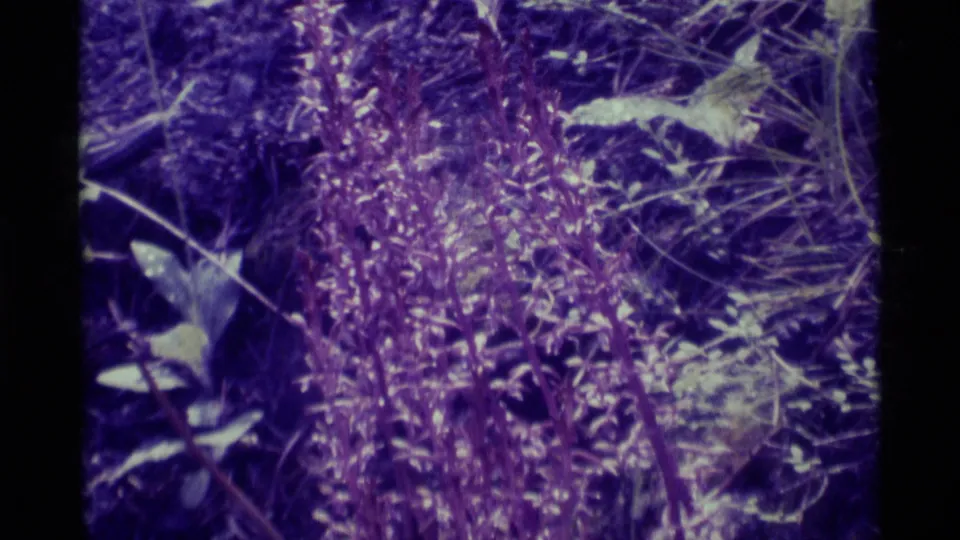 1975 home-movie frame showing clustered wildflower stalks, leaves, and grasses on the forest floor with aged 8mm color shift.