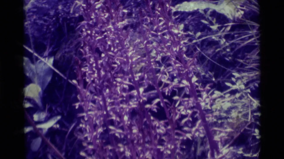 Final 8mm frame from the Montana clip showing tall flowering stems, grasses, leaves, and forest-floor texture in soft aged color.