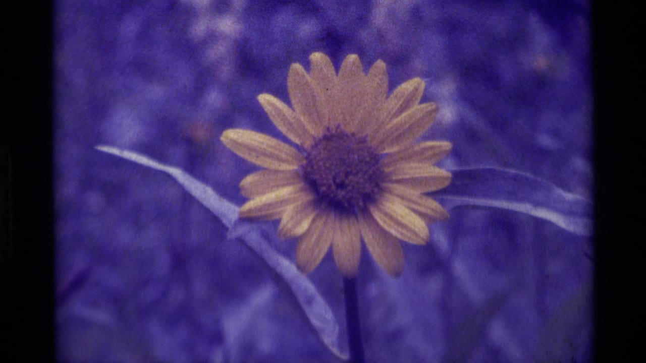 Close 1975 8mm view of a solitary yellow wildflower at Agate Springs, Montana, with pale leaves and a purple-shifted background.