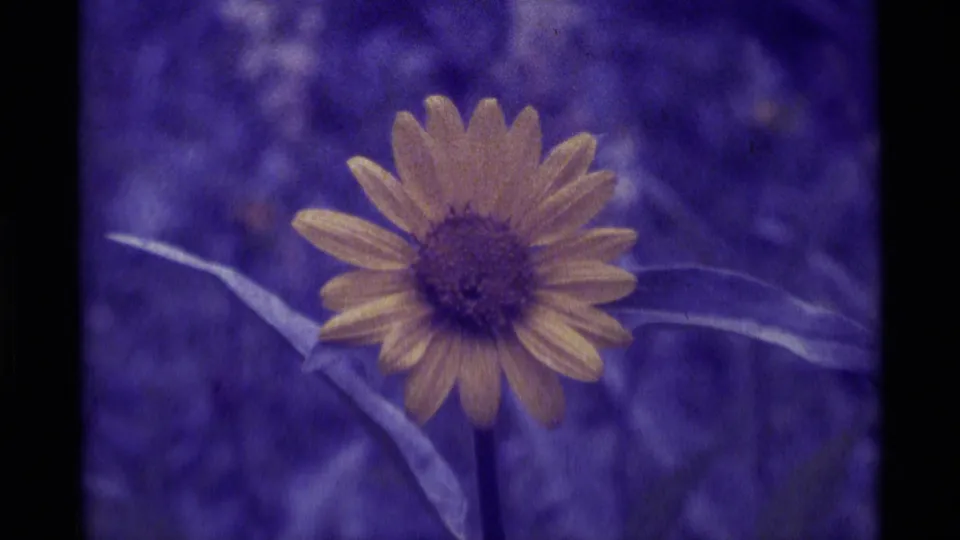 A yellow wildflower remains centered in the 1975 Agate Springs 8mm frame, with soft grain and deep purple color shift around it.