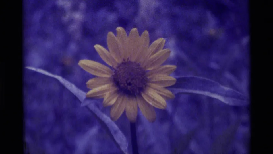 A close 8mm frame shows the yellow wildflower from a slightly shifted angle, with pale leaves crossing the purple-toned background.