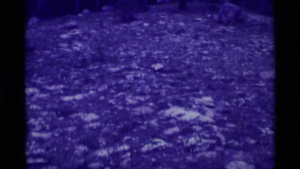 The final 1975 8mm frame shifts down to purple-tinted ground texture, with only the lower edge of the prior flower scene visible above.